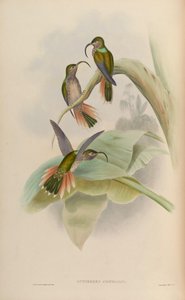 Eutoxeres condamini de John Gould